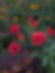 Red brown roses against dark green foliage