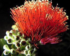 Lehua.jpg