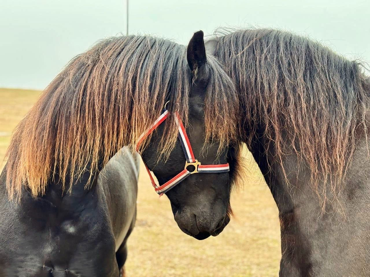 The unusual Beauty of the Friesian Horse