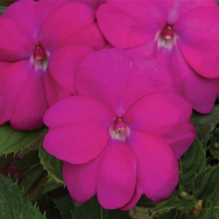 sunpatiens - pink