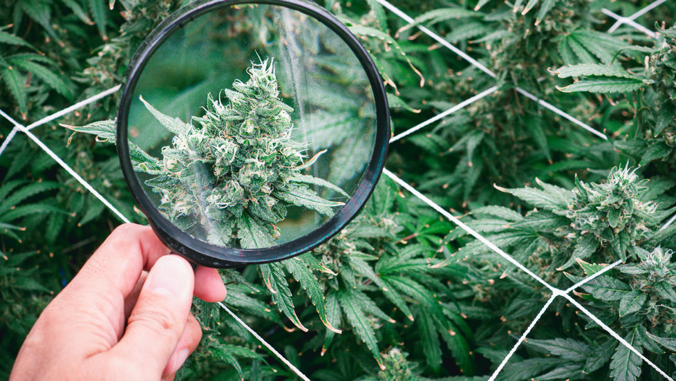 De Marihuana Tipo I a Tipo III