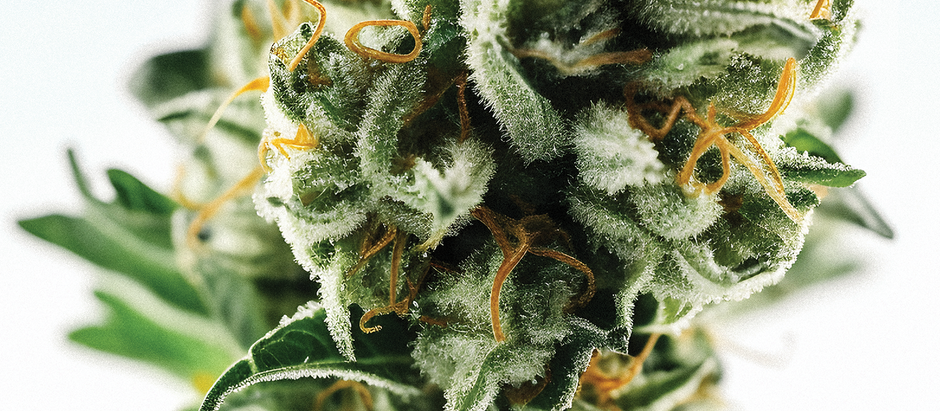 EL “Límite de POTENCIA” de la planta by Rafael Ballester | NovaCann Labs