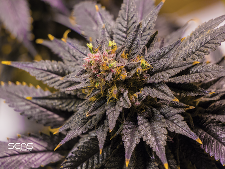 New York Approves Firms To Build First Social Equity Dispensary Days Before Key Regulators Meeting