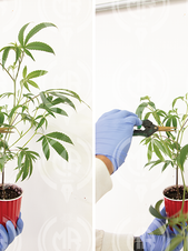 SOWING | TRAINING & TOPPING by Enrique Dominguez