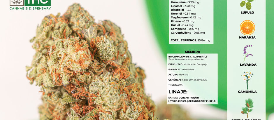CEPA - CHERRY PIE - THE HEALTH CLINIC (THC) | BIOCANN