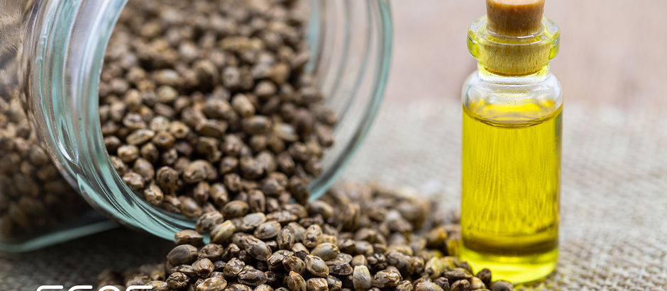 HEMP: ¡Que no te asuste la planta! | Por: HempMama - Hemp Culture