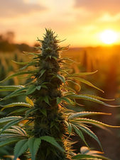 DEA deniega la solicitud de LCA: un nuevo obstáculo para el futuro del cannabis medicinal en Puerto Rico