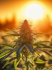 What is Croptober? by Momma 0G