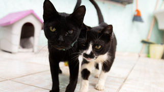 Cinco meses após tragédia em São Sebastião, pequenas vítimas invisíveis ainda esperam por novo lar