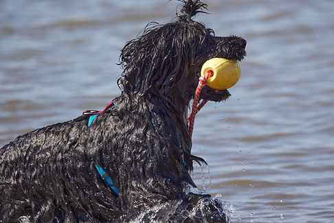 Nimbus pwd water work fetch service dog