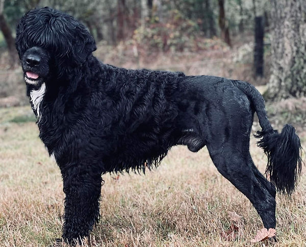 Nimbus stack portuguese water dog stud dog male