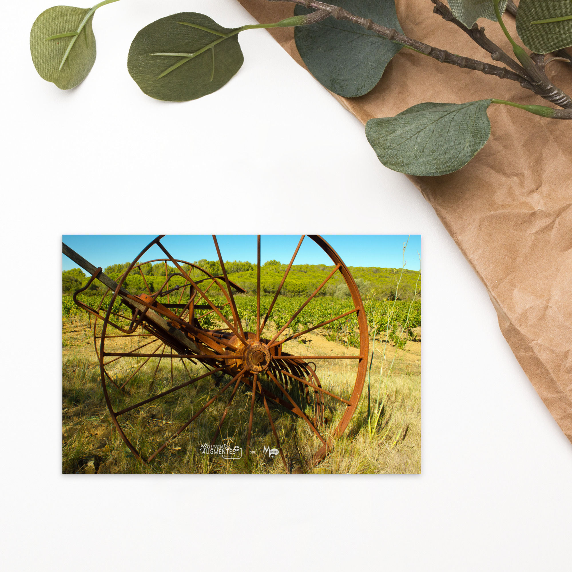 Carte postale :  Roue dans les vignes
