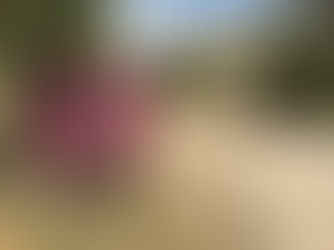 Le restaurant du domaine Ollieux Romanis