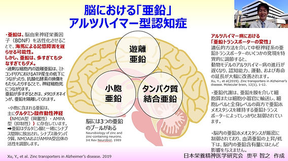 認知症にはコレ‼️ BME エネルギーシート 脳の酸化の影響抑制、超眠れる！！ 脳における「亜鉛」：アルツハイマー型認知症：海馬、神経栄養因子BDNF