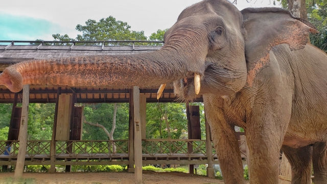 草食動物の睡眠時間 少ないのはなぜ レム睡眠 ノンレム睡眠