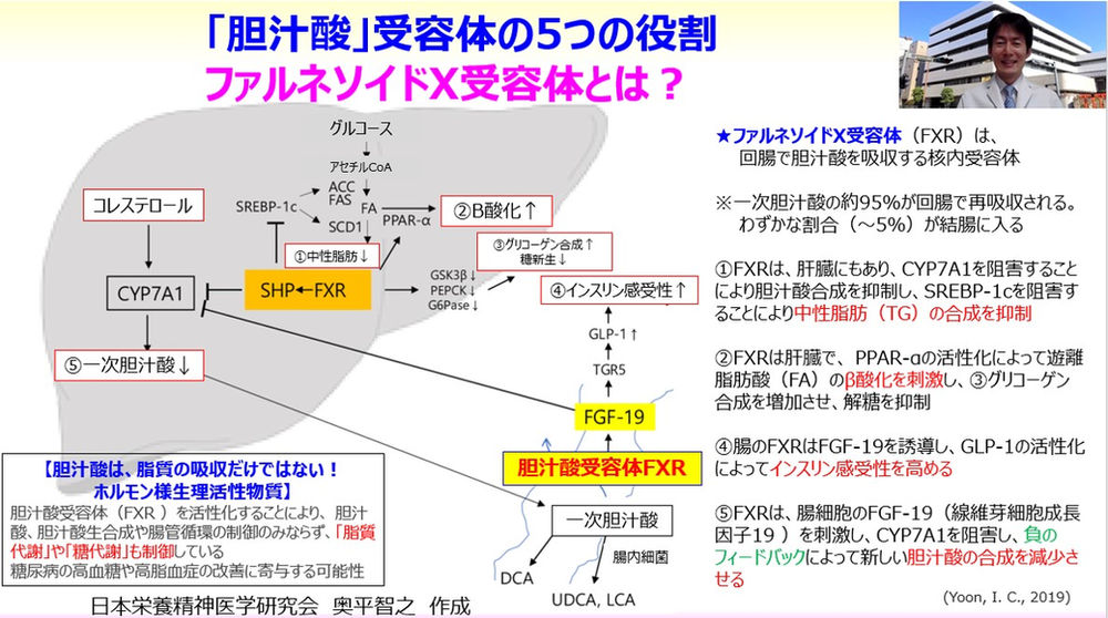胆汁酸 受容体の5つの役割とは 代謝を調節するファルネソイドx受容体とは 胆汁酸の役割は 脂質やビタミンdの吸収だけではない
