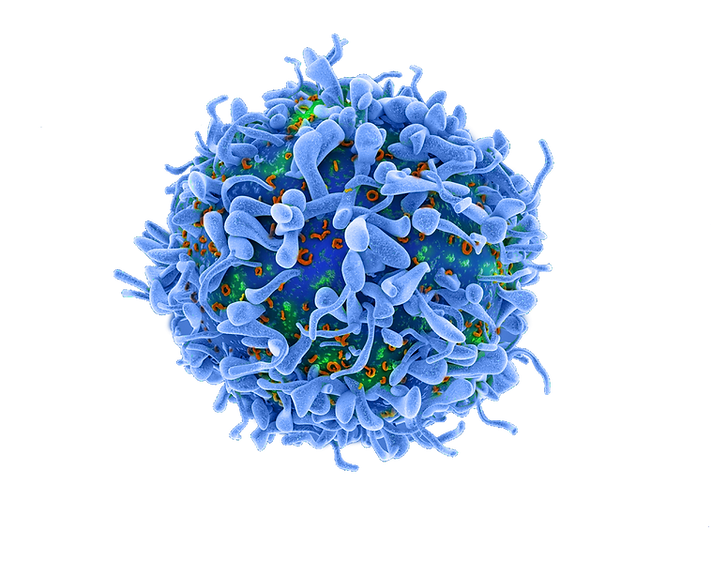 stock-photo-d-illustration-of-a-single-t-cell-or-cancer-cell-433526722-transformed 5 copy.