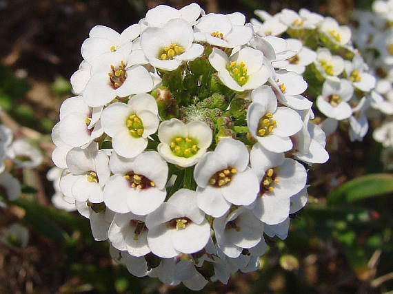 Lobularia