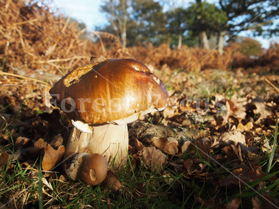The least de CEP tive and most prized - Boletus edulus