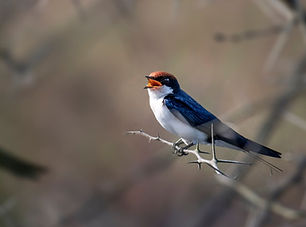 swallow_edited.jpg