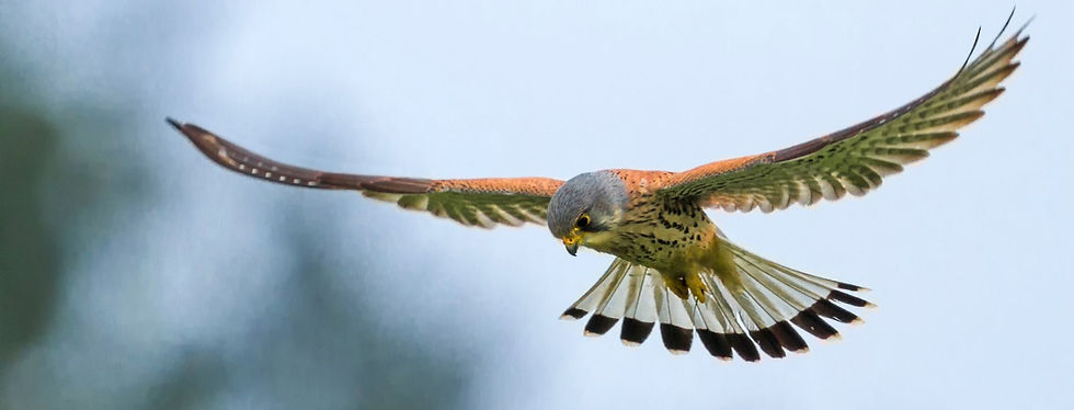 header for Heal Somerset website THIS ONE!.jpg