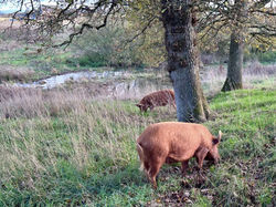 Free-roaming Tamworths by beaver wetland - November 2025
