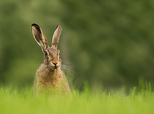 Brown hare.png