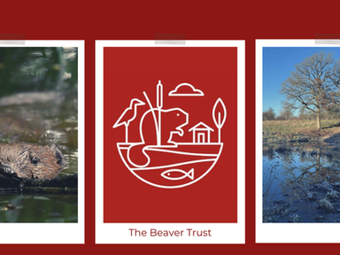 Two and a half years with Heal's wild beavers: from first signs to a thriving family