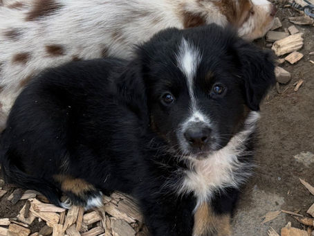Chiot Mini American Shepherd disponible près de Lausanne