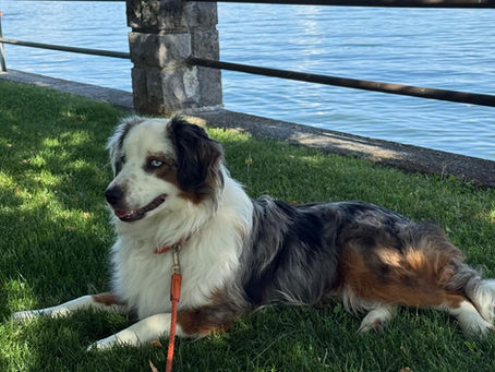 mini american shepherd Lausanne