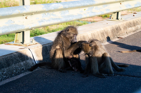 Shots at the Kruger Park
