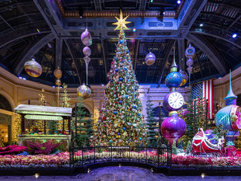 Es hora de celebrar la temporada de invierno con la exposición del jardín botánico e invernadero