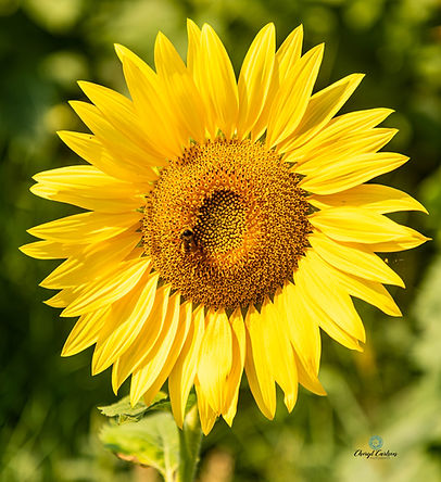 Cheryl Carlson Photography Still Photography