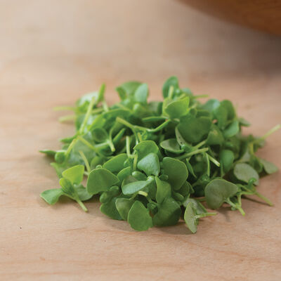 Basil Microgreen 1oz