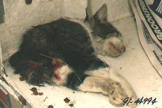 cat01_150_cropped.jpg