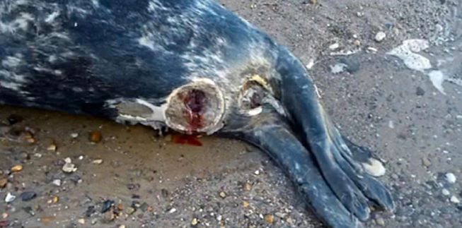 seal_04_cropped.jpg