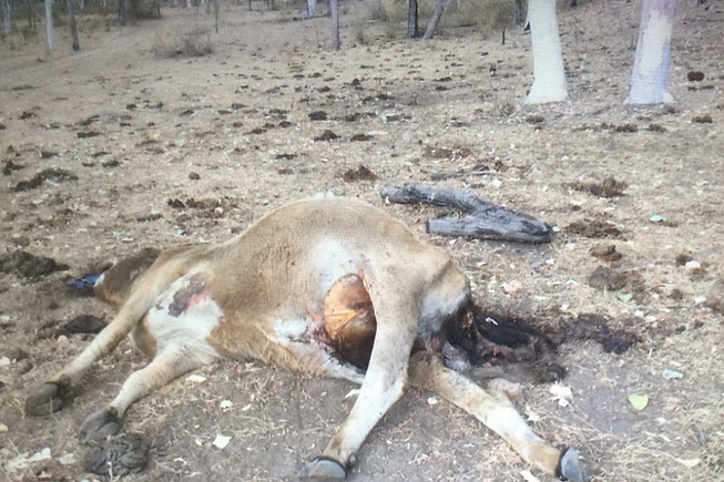 aussie_cow_2.png