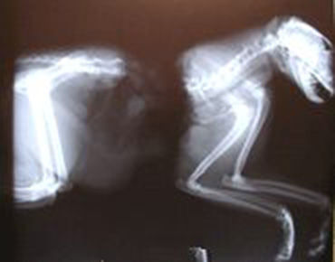 cat_xray_200_cropped.jpg