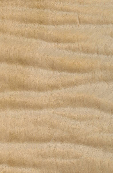Flame Maple