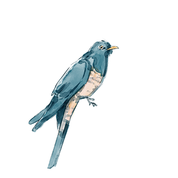 bird.png