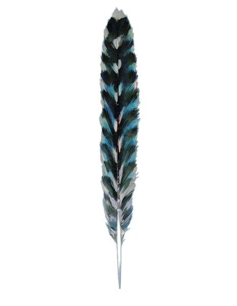 plume.png