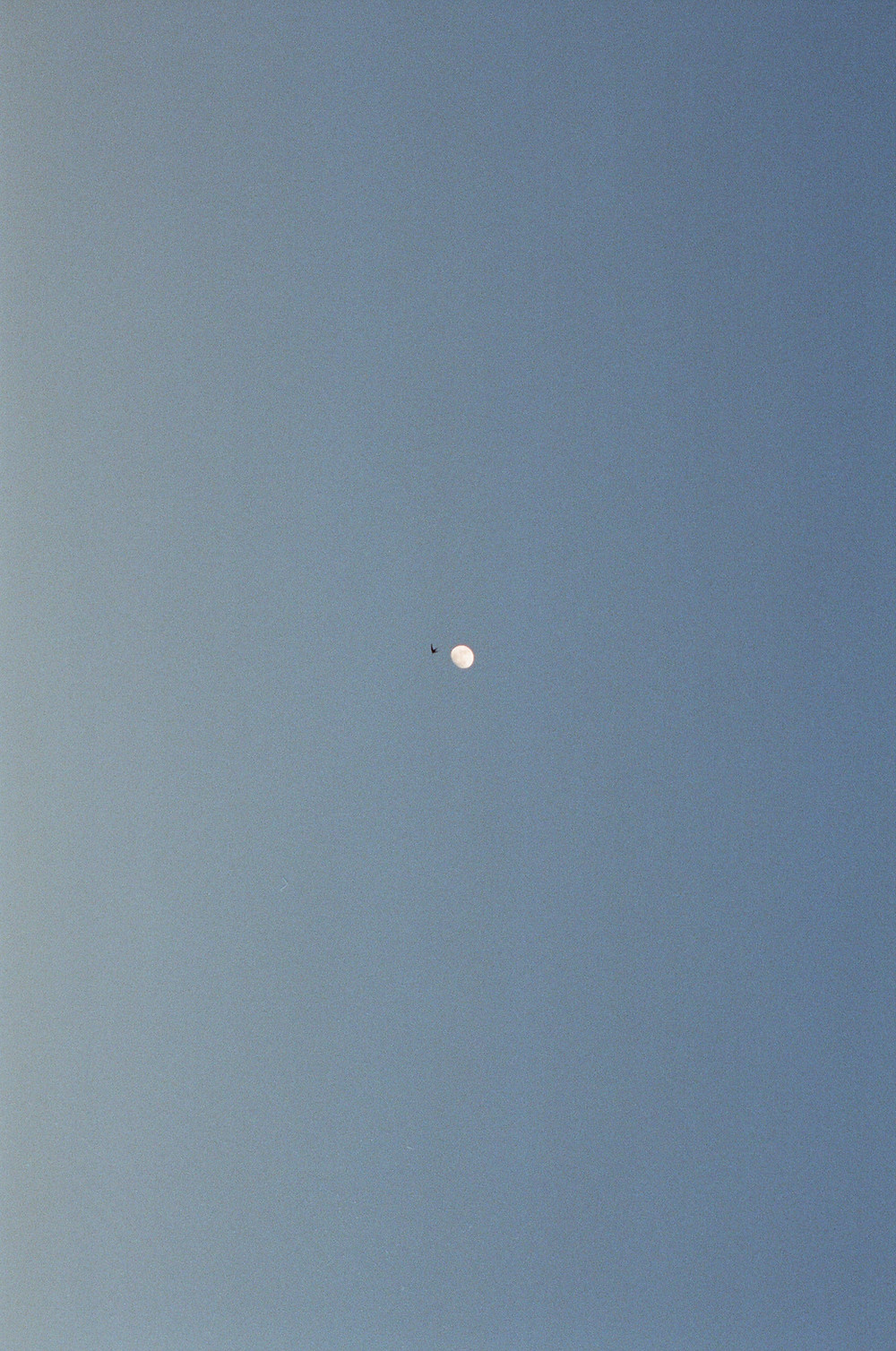 a photo of a sky with a bird flying by the moon from Lina Scheynius’ photoessay for Tabayer Jewelry