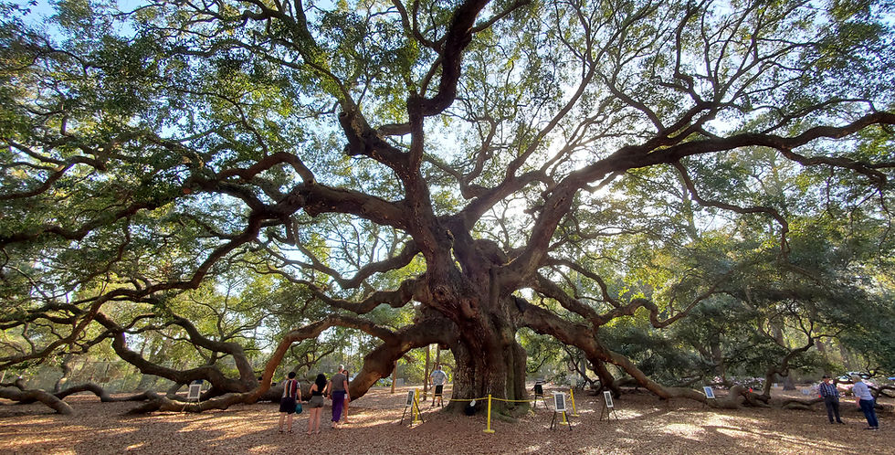 Favorite Tree: Share the name and location of your favorite tree.