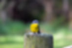 Eastern Yellow Robin
