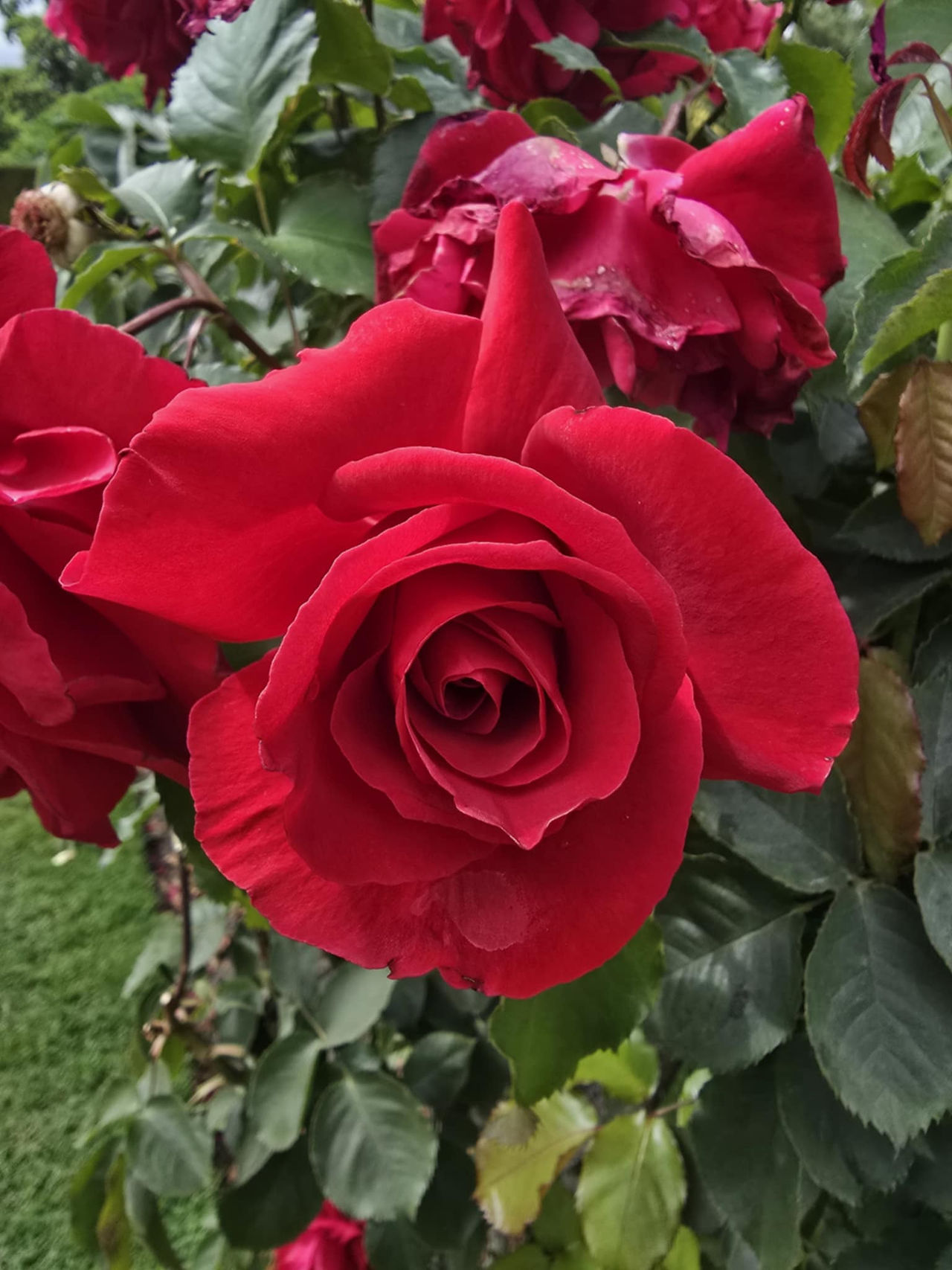 Flowers