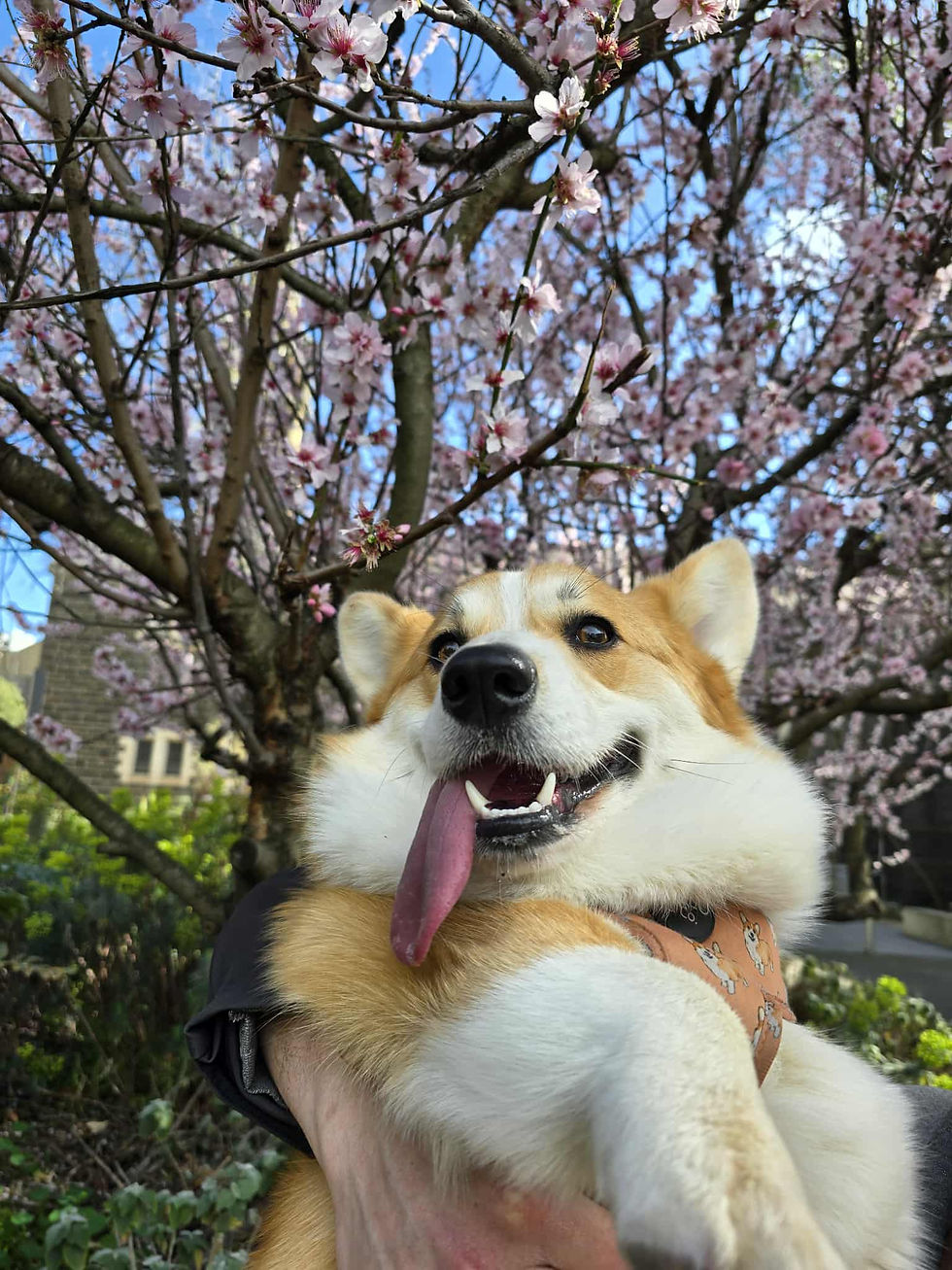 Corgi held up playfully in front of blooming cherry blossoms. The dog has its tongue out, and the background is a clear blue sky.
