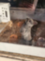 Bunny