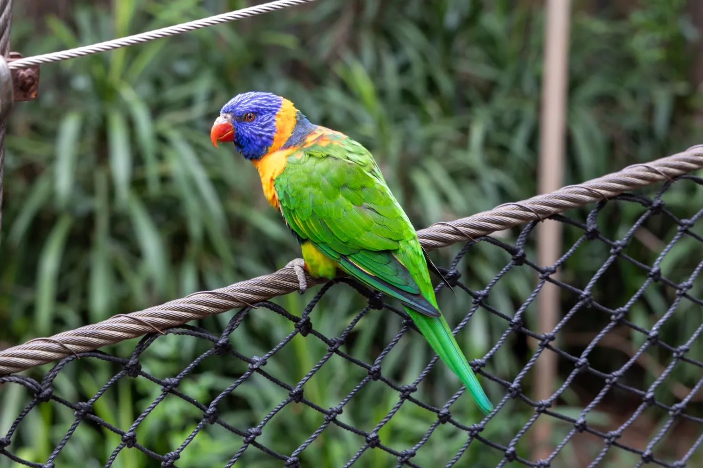 Lorikeet