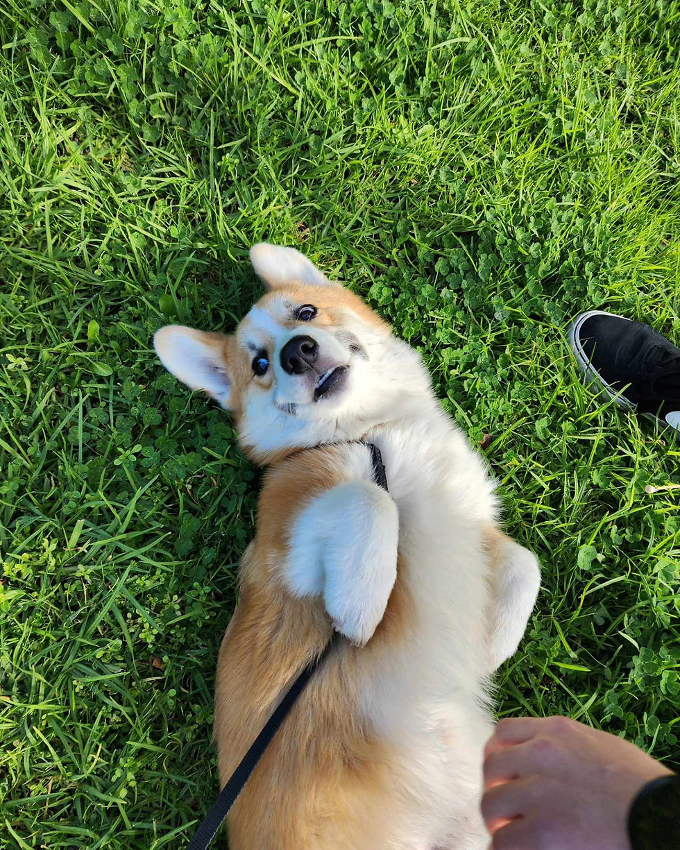Benji the corgi, lying on his back on the grass waiting for a tummy rub from dad