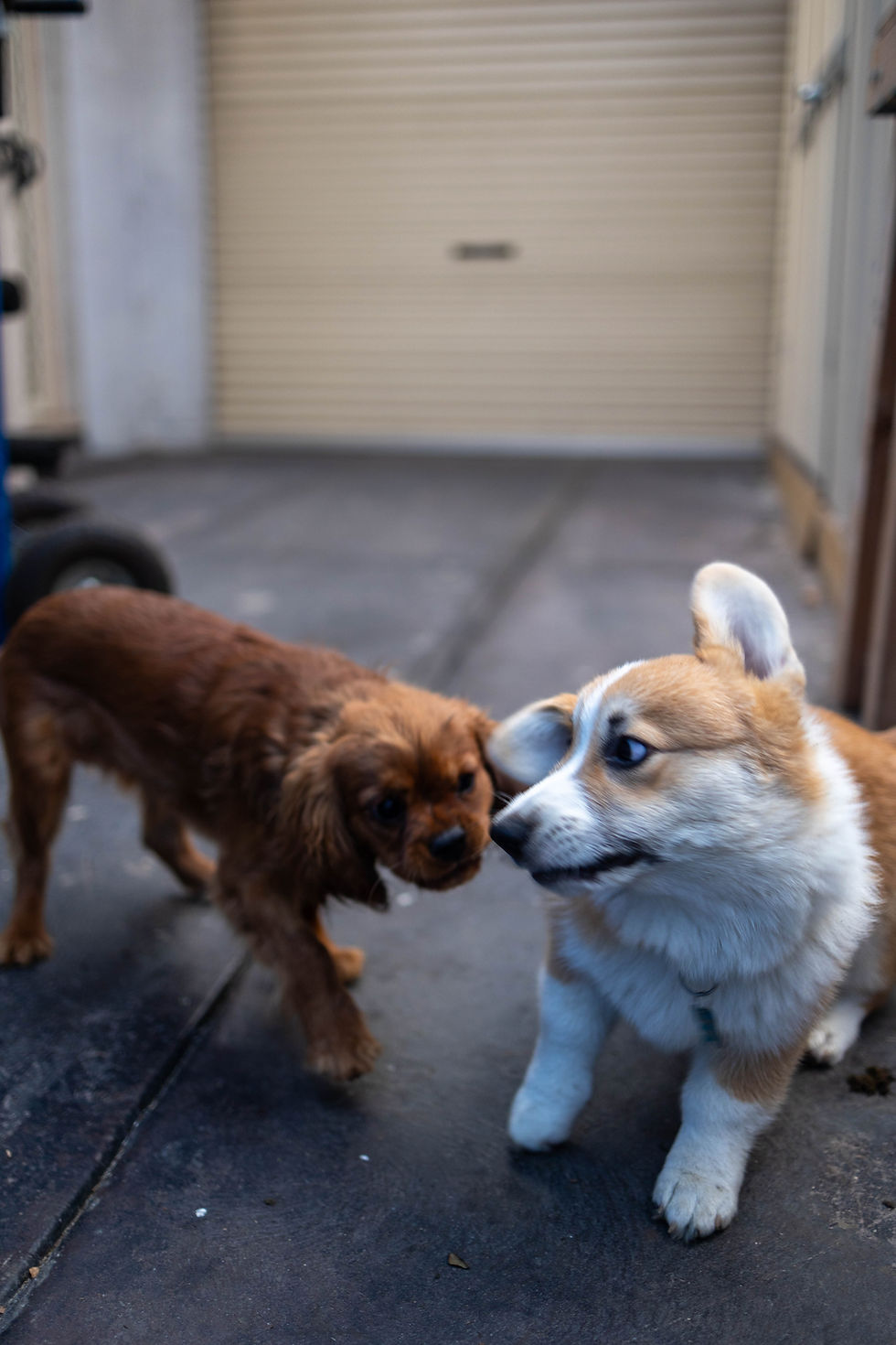 Benji and Frankie as puppers